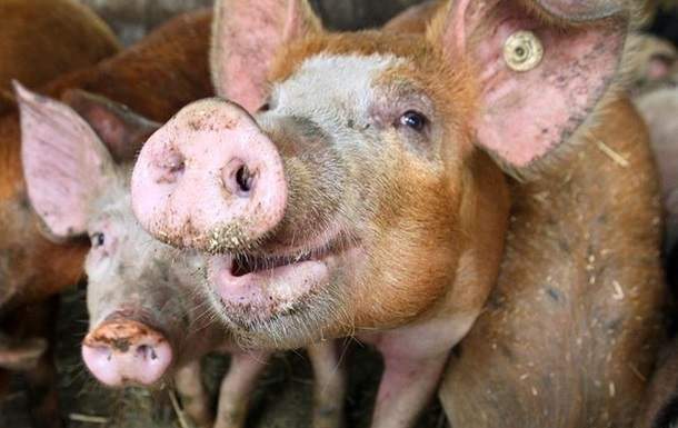 Случай африканской чумы свиней зафиксирован в Сумской области