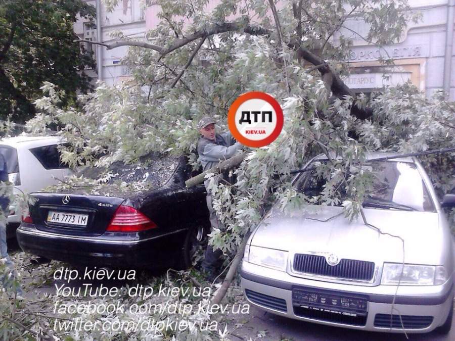В Киеве на 5 припаркованных авто упало дерево 
