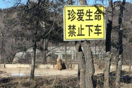 В Пекинском парке во время сафари женщина погибла от нападения тигра