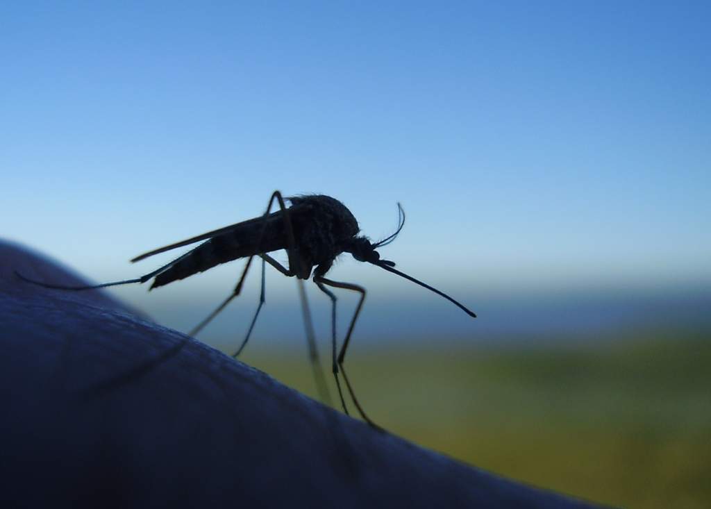 В Швеции определился чемпион по ловле комаров 