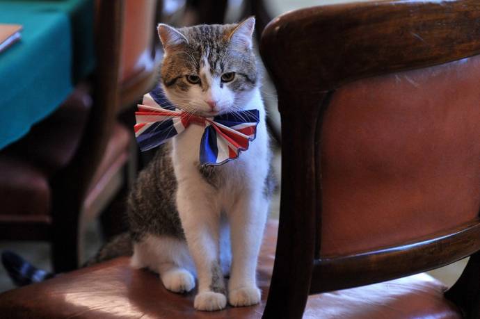 Главный кот Великобритании Ларри останется на службе и после ухода Кэмерона