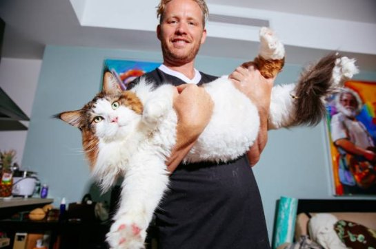 Кот Самсон- самый крупный кот в Нью-Йорке