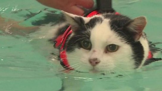 Кот плавает в бассейне, чтобы похудеть