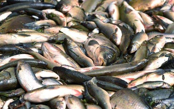 Массовая гибель рыбы зафиксирована в реке Гуйва на Житомирщине