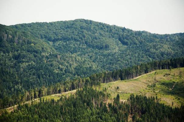 Руслану впечатлили масштабы вырубки леса в Карпатах