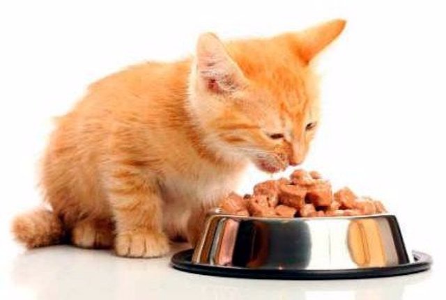 Из чего делают корм для кошек