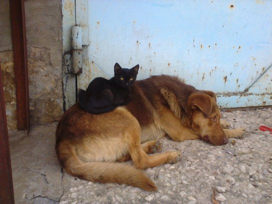 В Туле дворовая собака стала другом для маленького котенка