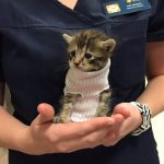 Котенок в свитере из носка прославился на весь интернет