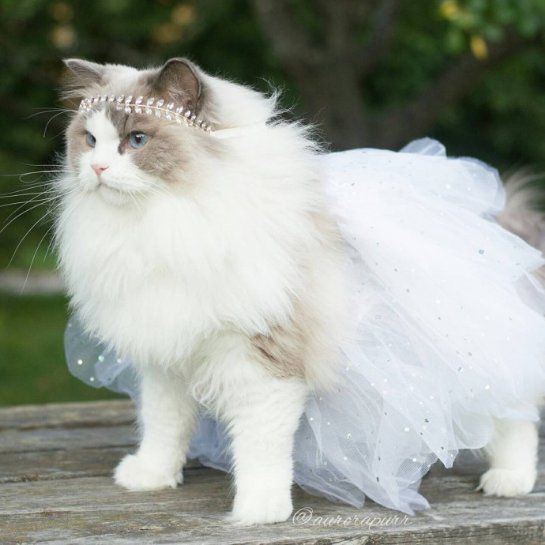 Кошка по кличке Принцесса Аврора стала звездой Инстаграма