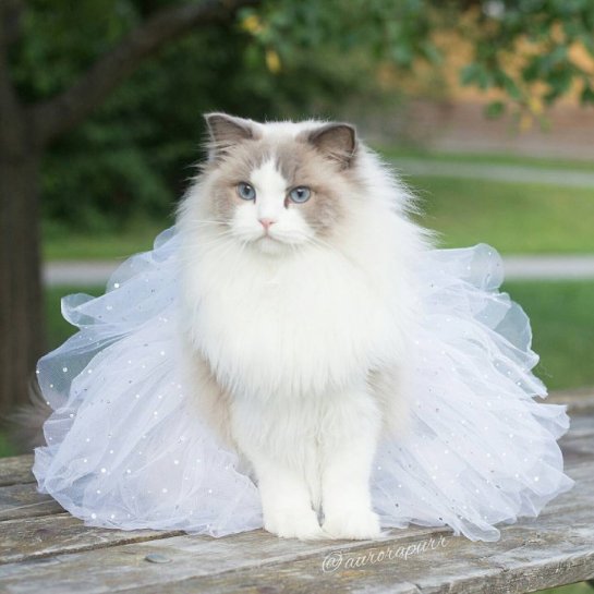 Кошка по кличке Принцесса Аврора стала звездой Инстаграма
