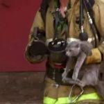 В Шымкенте пожарный спас кошку с котятами