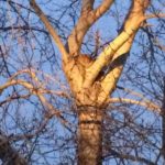 В Свердловской области на дереве обнаружили рысь