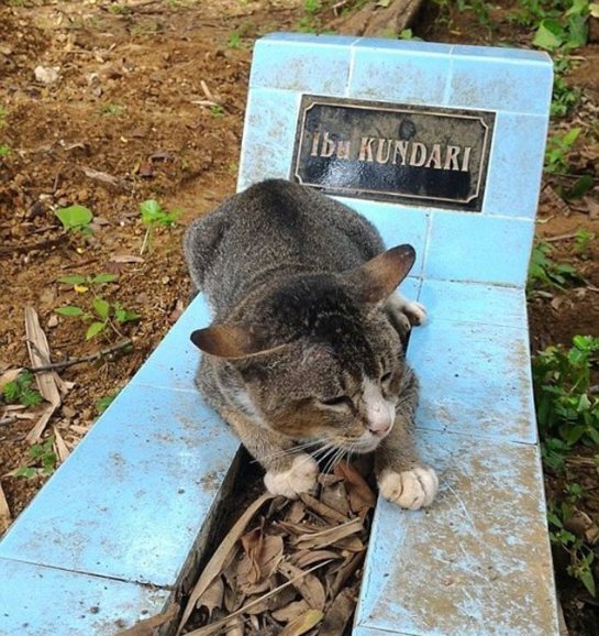 В Индонезии верная кошка год прибегает на могилу своей хозяйки