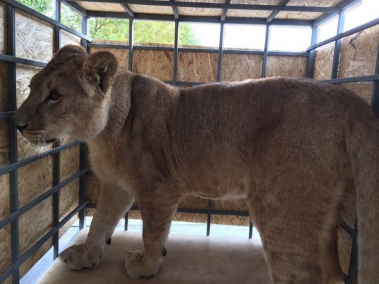 Львицу Лолу привезли в сафари-парк «Тайган»