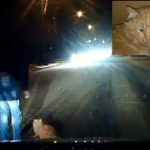 В Таганроге водитель спас кота, которого сбила машина