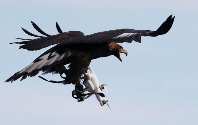 Полиция Франции показала орлов, которые будут охотиться на дронов