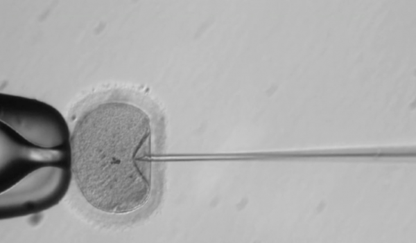 В США впервые отредактировали человеческий эмбрион