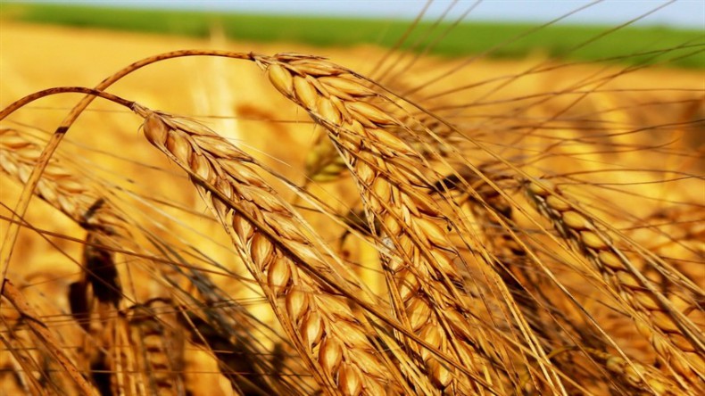 Татарстан не знает, что делать с зерном нового урожая