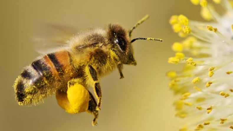 В Госдуме предложили регламентировать полет пчел