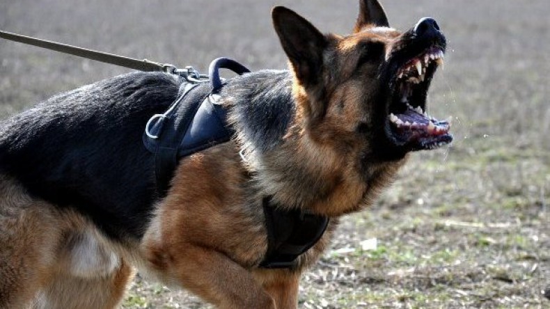 Украинские пограничники натравили собак на представителей ОБСЕ