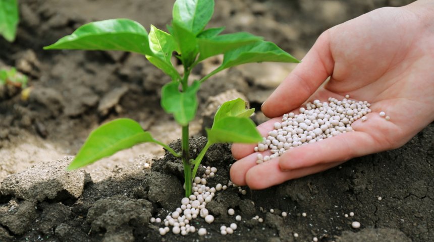 Азофоска - одно из лучших средств удобрения почвы