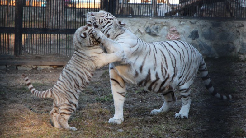 Смотритель зоопарка погиб в вольере с белыми тиграми