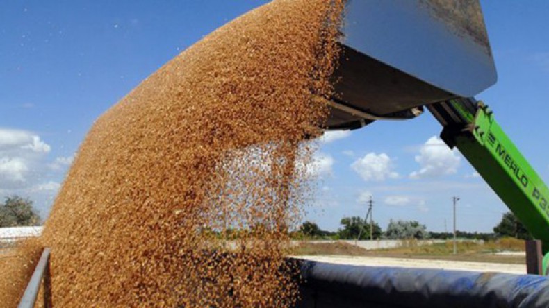 В России уже не рады рекордному урожаю зерна