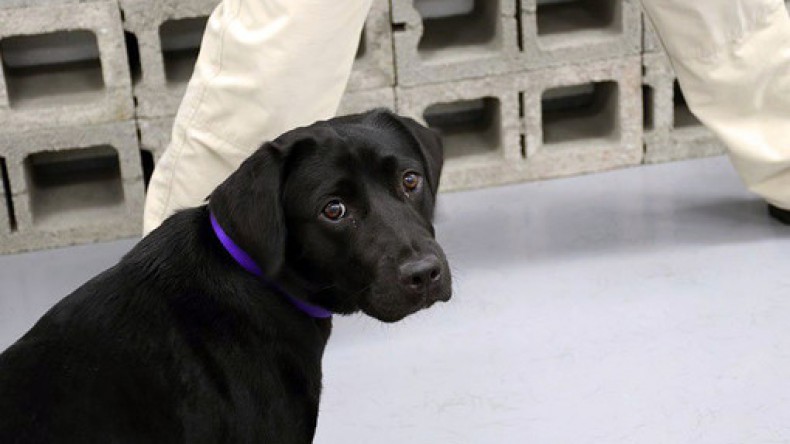 ЦРУ уволило щенка Лулу из-за отказа искать взрывчатку