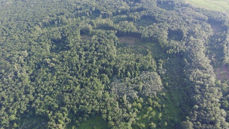 WWF выявил многочисл­енные нарушения зако­нодательства при руб­ках леса в Краснодар­ском крае