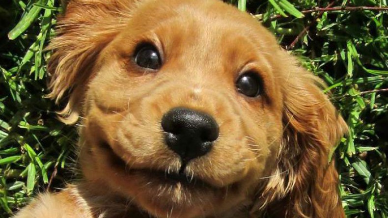 Окситоцин заставляет собак уделять больше внимания улыбающимся человеческим лицам