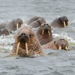 Арктика отмечает Международный день моржа