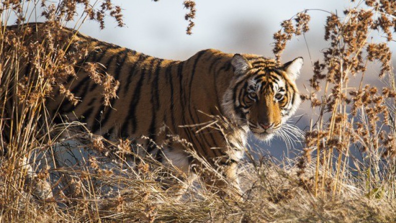 WWF и Минсельхоз обсудили первые практические шаги по реализации программы реинтродукции тигра в Казахстане