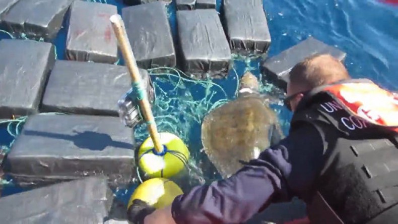 Американские моряки спасли морскую черепаху, застрявшую в 800 килограммах кокаина