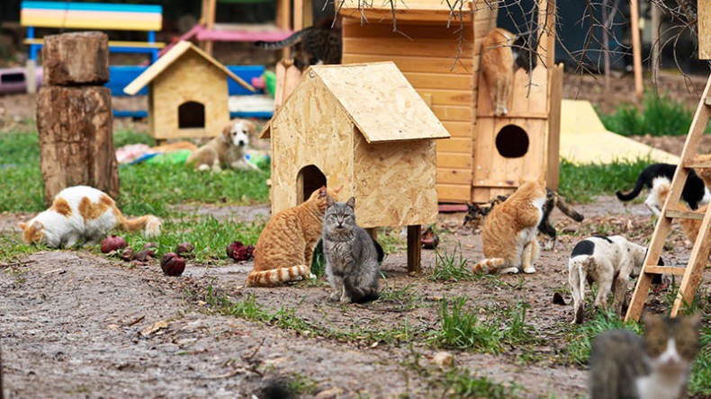 В Турции построят деревню для котов