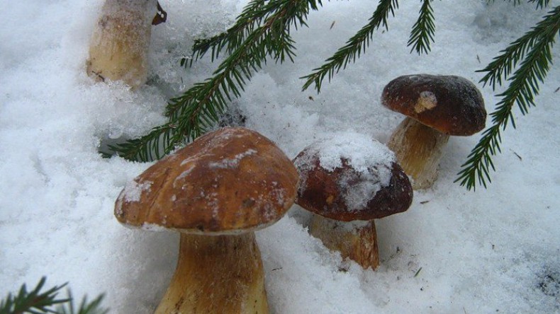 Из-за аномально теплой зимы в России выросли грибы