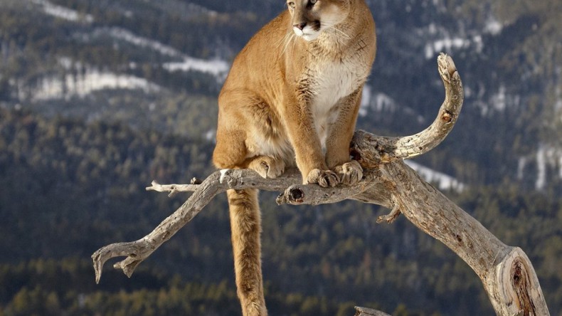 В США восточного горного льва признали вымершим животным