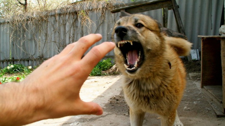 Кто больше всего подвержен укусам собак?