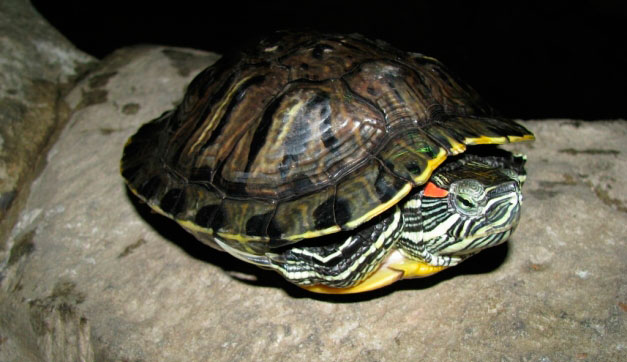 Больше информации о красноухой черепахе
