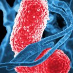 Бактерию Klebsiella pneumoniae возможно будет подавить с помощью антител