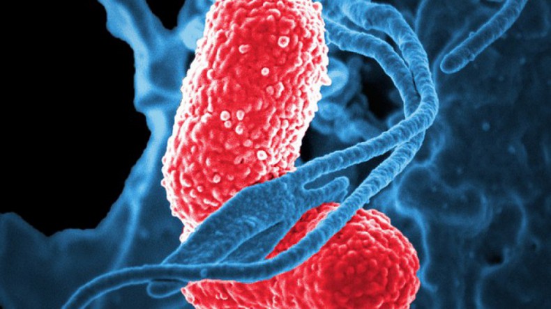 Бактерию Klebsiella pneumoniae возможно будет подавить с помощью антител