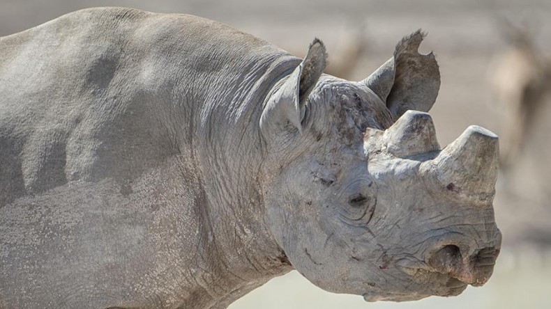 В Африке скончался последний самец северного белого носорога