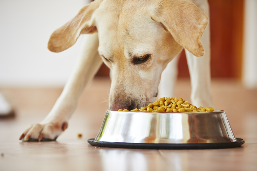 Как правильно выбрать корм для собаки?