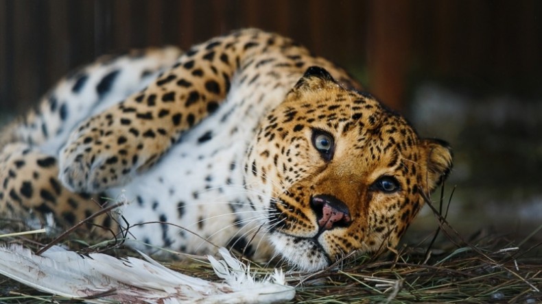 В 2018 году в Приморье зафиксировано рекордное количество леопардов