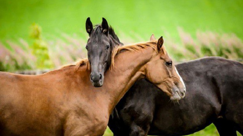 Лошади способны распознавать человеческие эмоции