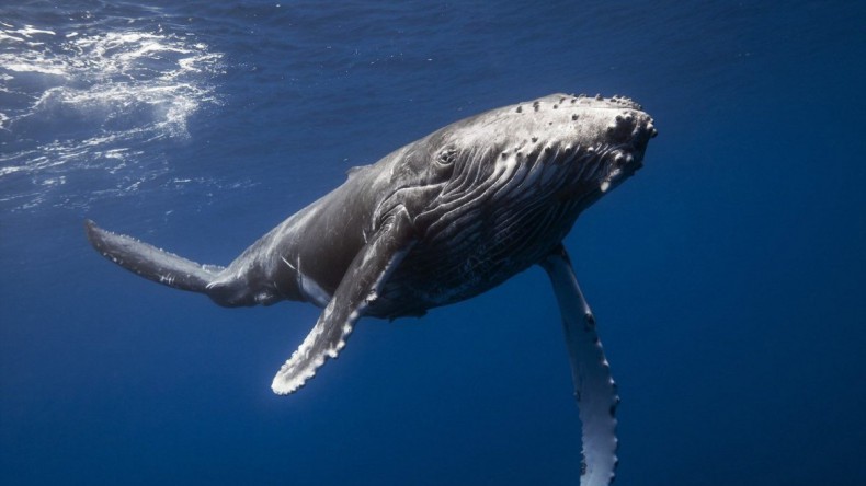 В Финском заливе под Петербургом замечен горбатый кит