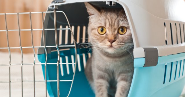 Что нужно для перевозки кошки в самолете?