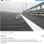 Главной звездой Крымского моста стал кот