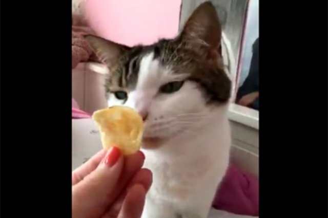 Кошка понюхала чипс и сильно пожалела