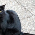 Слепая кошка Изабелла ушла на пенсию и ищет новых хозяев