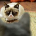 Самый Сердитый кот в Интернете снялся в рекламе кошачьего корма